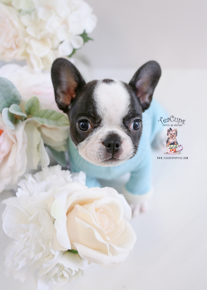 Puppy For Sale Teacup Puppies #195 Frenchie Bulldog