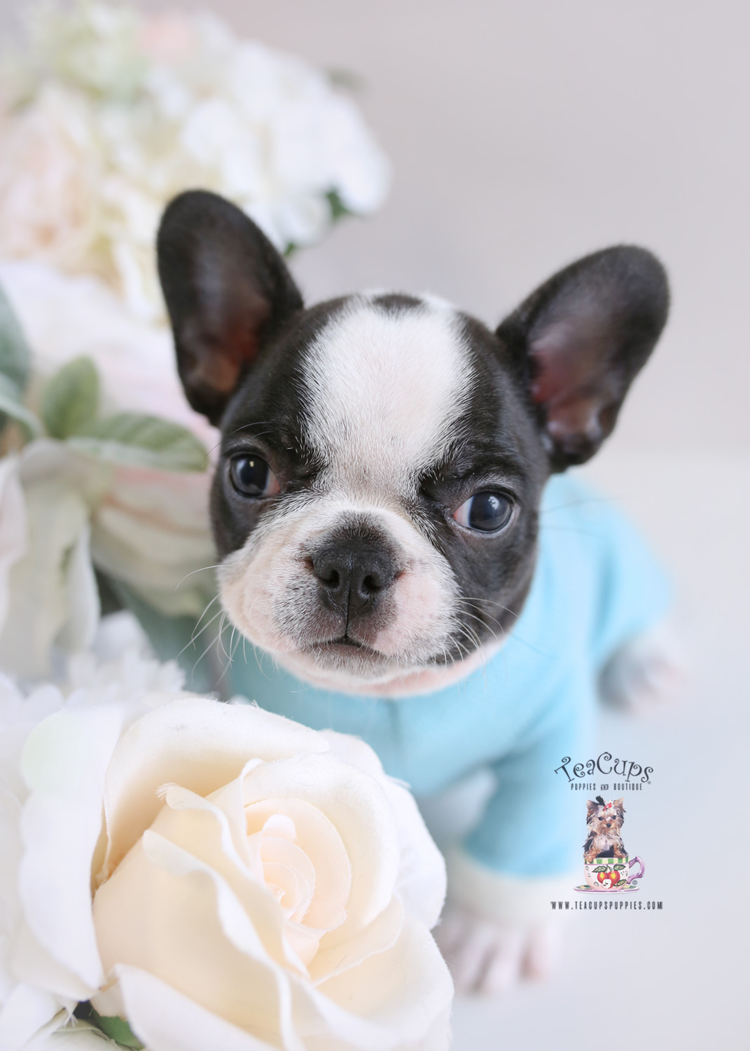 Puppy For Sale Teacup Puppies #195 Frenchie Bulldog