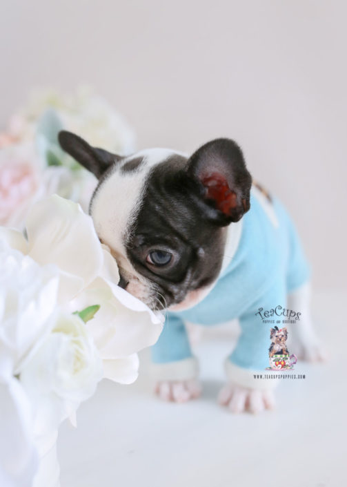 Frenchie Bulldog Puppy For Sale Teacup Puppies #195