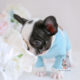 Frenchie Bulldog Puppy For Sale Teacup Puppies #195