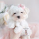 Puppy For Sale Teacup Puppies #181 Maltese