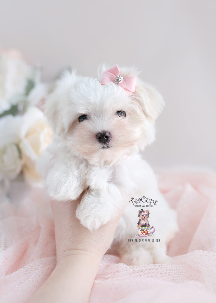 Puppy For Sale Teacup Puppies #181 Maltese