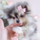 Blue Merle Pomeranian Puppy For Sale Teacup Puppies #179