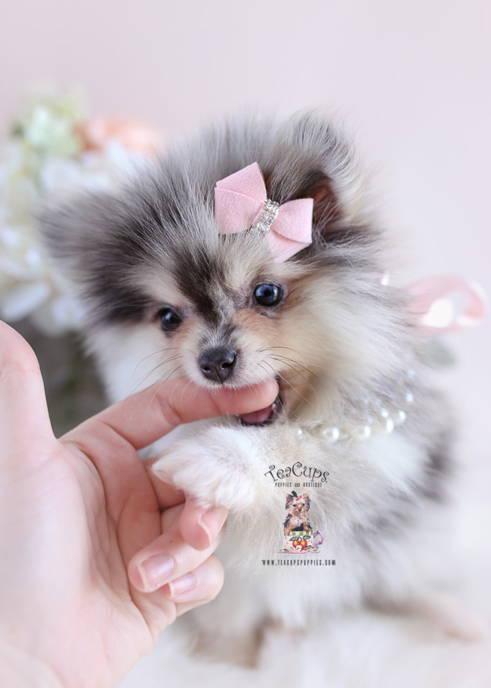 Blue Merle Pomeranian Puppy For Sale Teacup Puppies #179