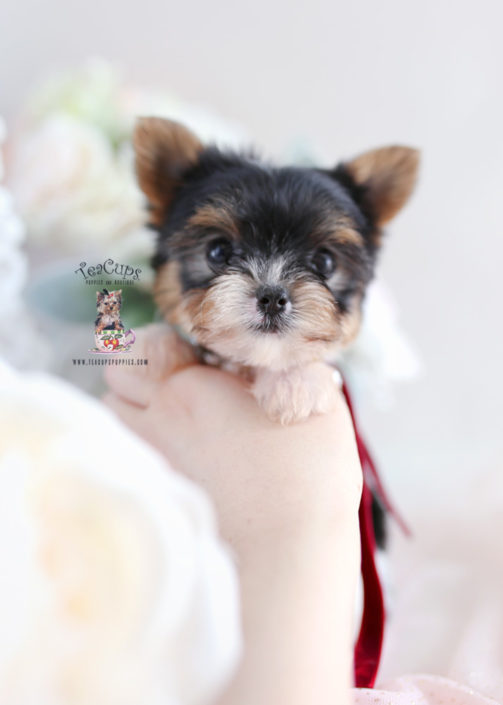 For Sale Teacups Puppies #201 Parti Yorkie Puppy