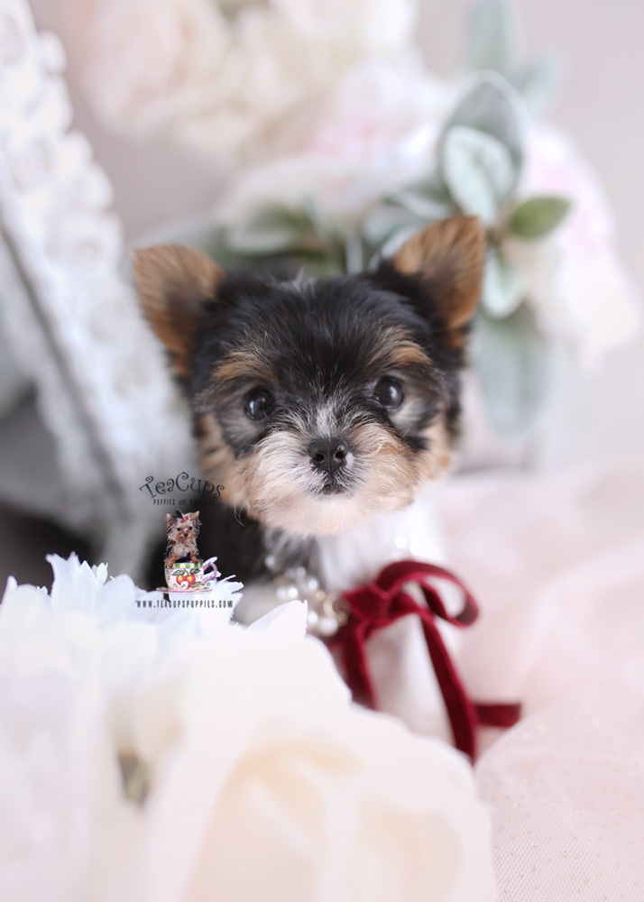 Yorkie Puppy For Sale Teacups Puppies #201 Parti