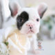 French Bulldog Puppy- For Sale Teacup Puppies #194 Pied