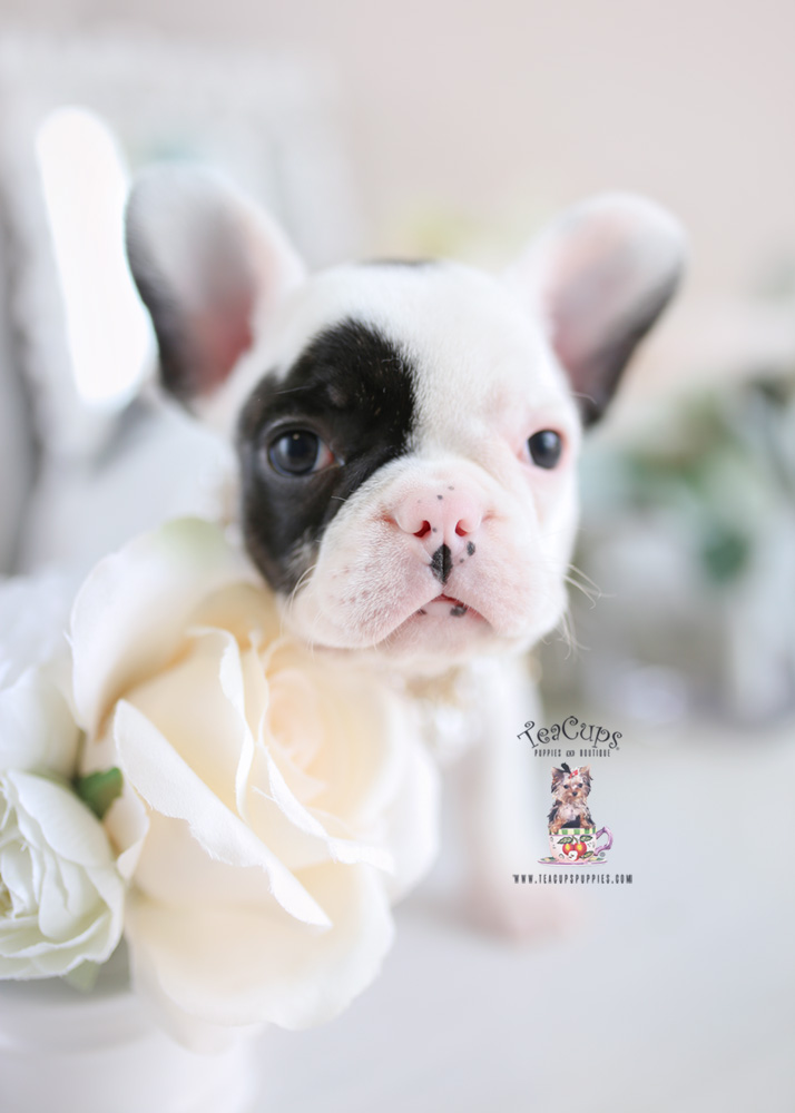 French Bulldog Puppy- For Sale Teacup Puppies #194 Pied