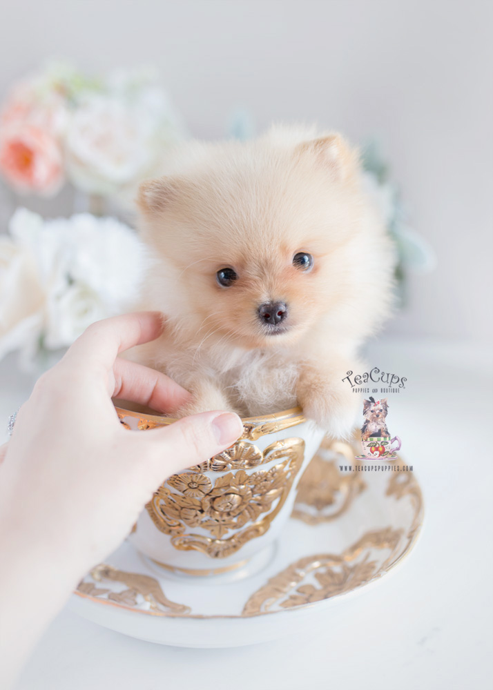 Puppy For Sale Teacup Puppies #169 Pomeranian