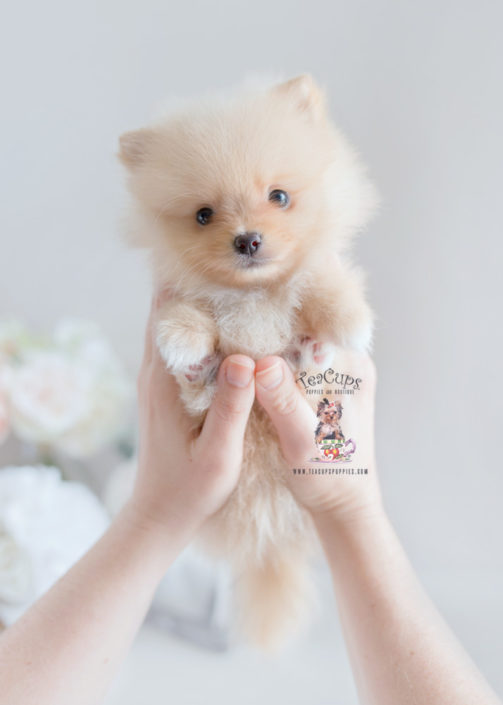 Pomeranian Puppy For Sale Teacup Puppies #169