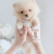 Pomeranian Puppy For Sale Teacup Puppies #169