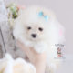 For Sale Teacup Puppies #187 White Pomeranian Puppy