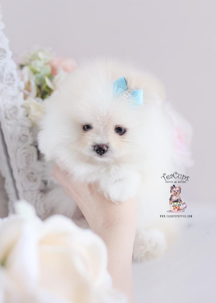 For Sale Teacup Puppies #187 White Pomeranian Puppy