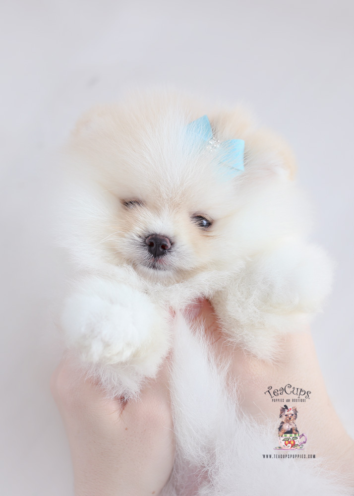 Puppy For Sale Teacup Puppies #187 White Pomeranian