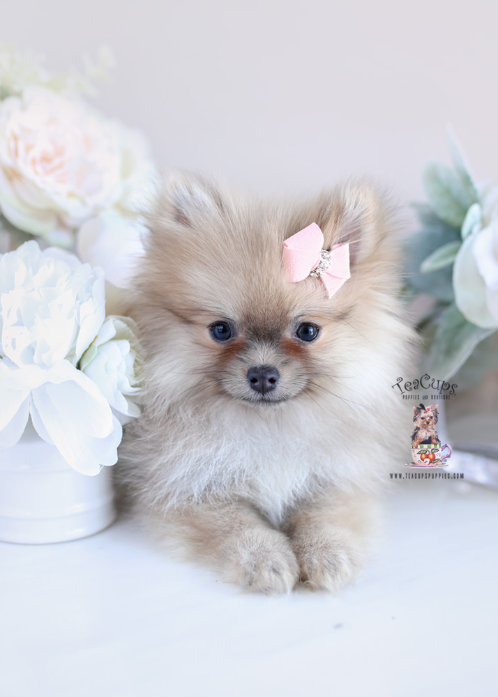 Puppy For Sale Teacup Puppies #204 Pomeranian