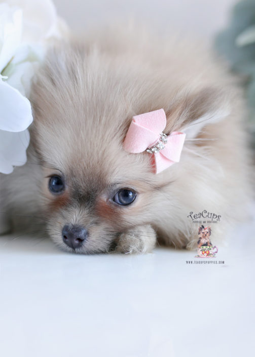 Pomeranian Puppy For Sale Teacup Puppies #204