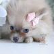 Pomeranian Puppy For Sale Teacup Puppies #204