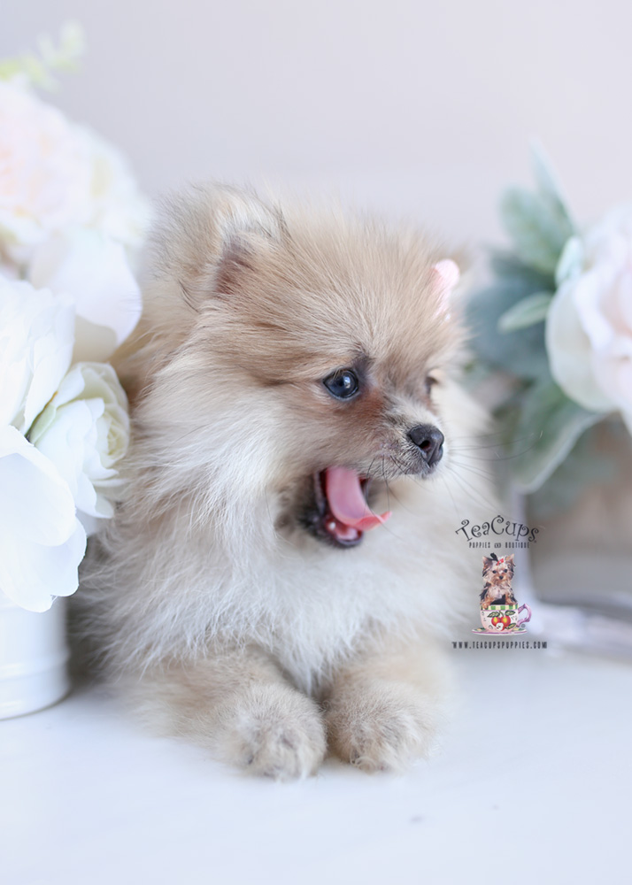 White Pomeranian Puppy For Sale Teacup Puppies & Boutique