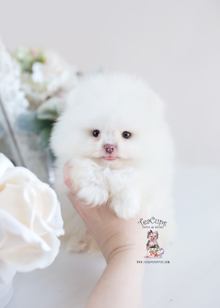 Puppy For Sale Teacup Puppies #207 Pomeranian