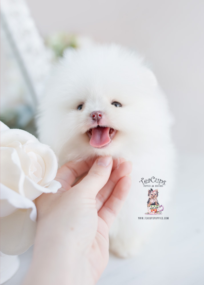Pomeranian Puppy For Sale Teacup Puppies #207