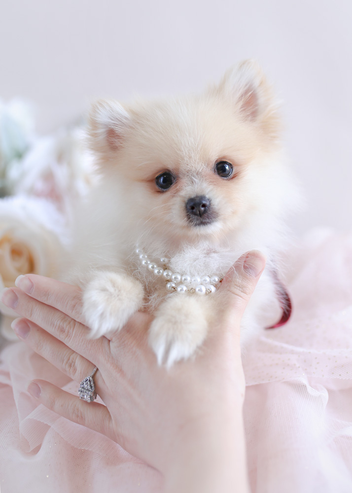 30 HQ Images Micro Teacup Puppies For Sale In Florida - Lil "Ariana"