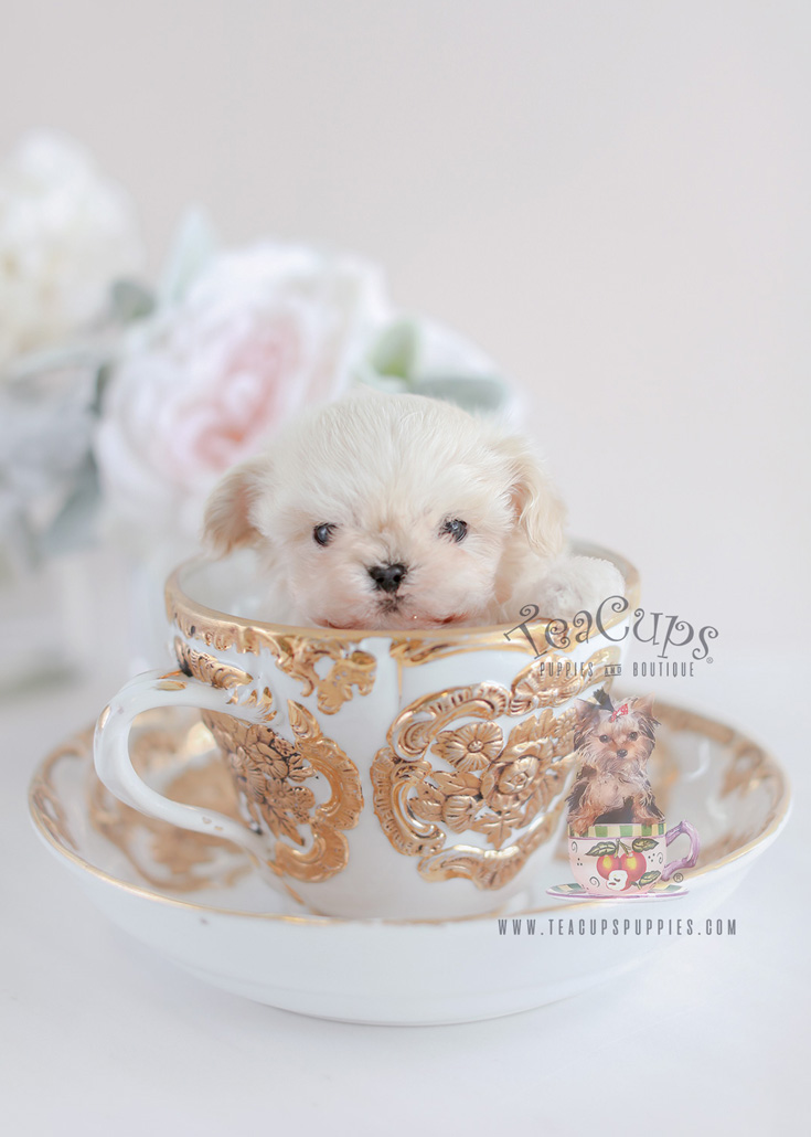 Micro Teacup Maltipoo Puppy by Teacup Puppies