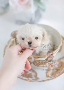 Tiny Teacup Maltipoo Puppy
