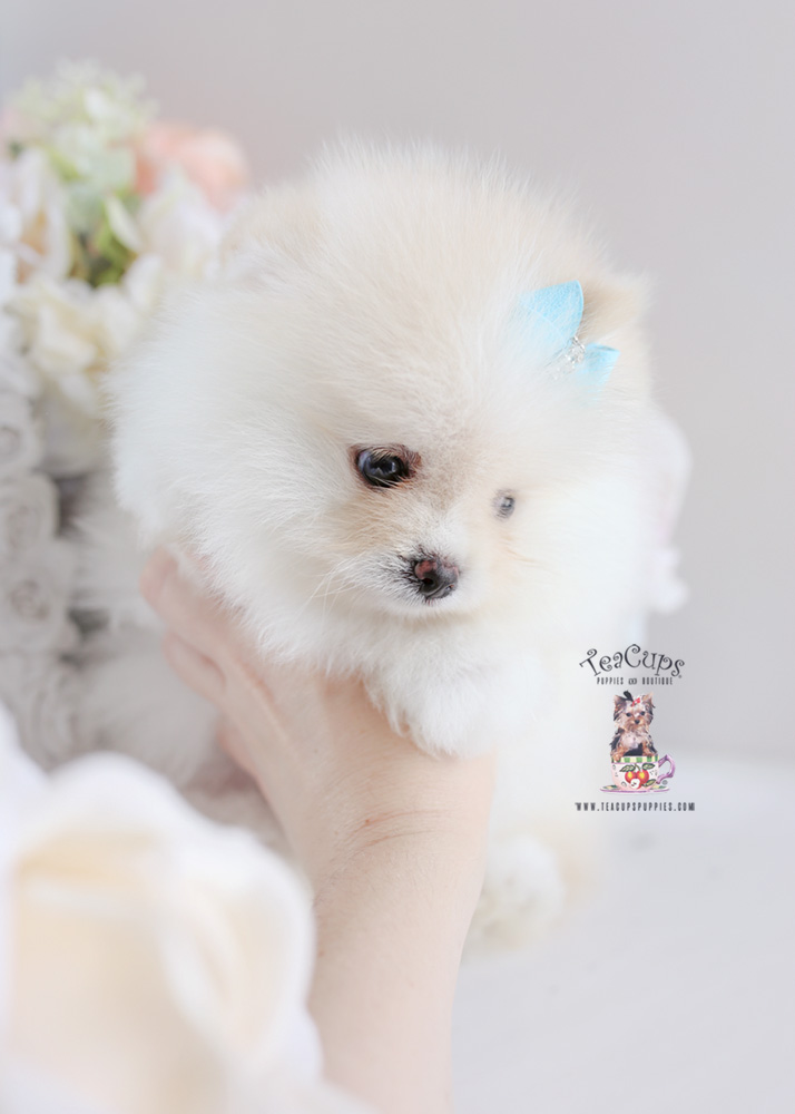 White Pomeranian Puppy For Sale Teacup Puppies #187