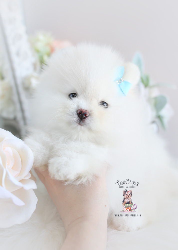For Sale Teacup Puppies #188 White Pomeranian Puppy