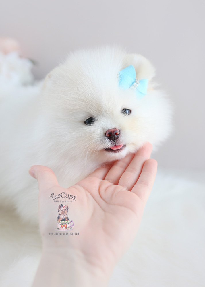 White Pomeranian Puppy For Sale Teacup Puppies #188