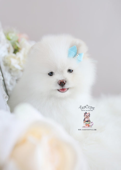 White Pomeranian Puppy For Sale Teacup Puppies #188 White Pomeranian Puppy For Sale Teacup Puppies #188