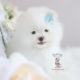 White Pomeranian Puppy For Sale Teacup Puppies #188 White Pomeranian Puppy For Sale Teacup Puppies #188