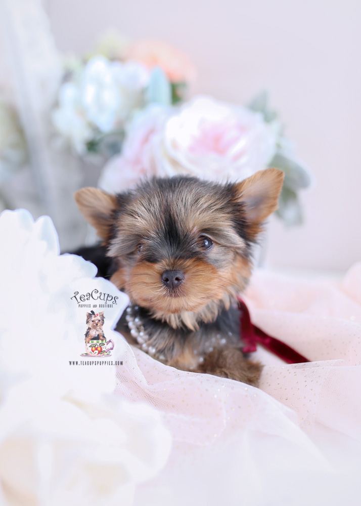 Yorkie Puppy For Sale #172 Teacup Puppies