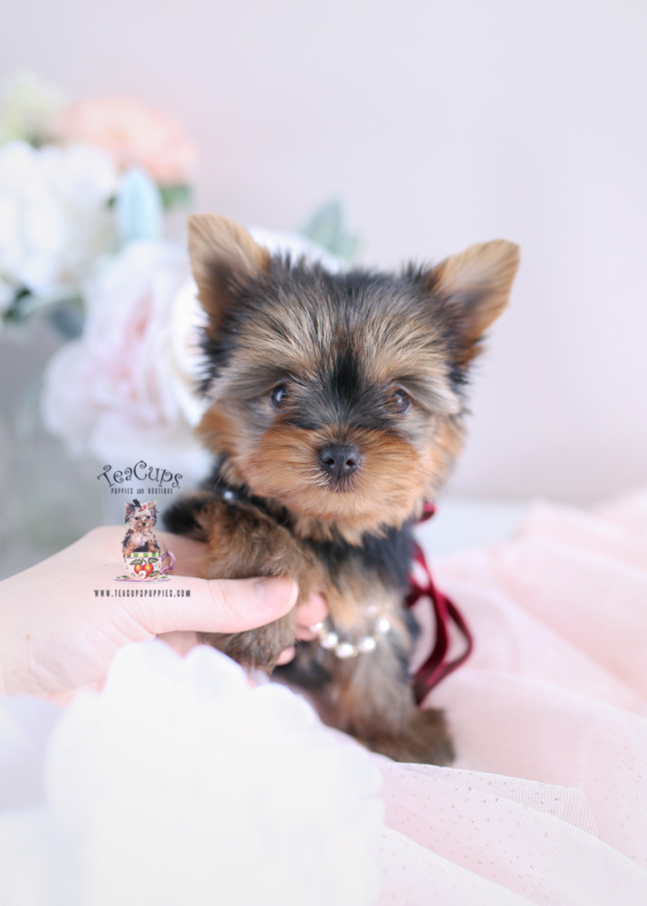 Puppy For Sale #172 Teacup Puppies Yorkie