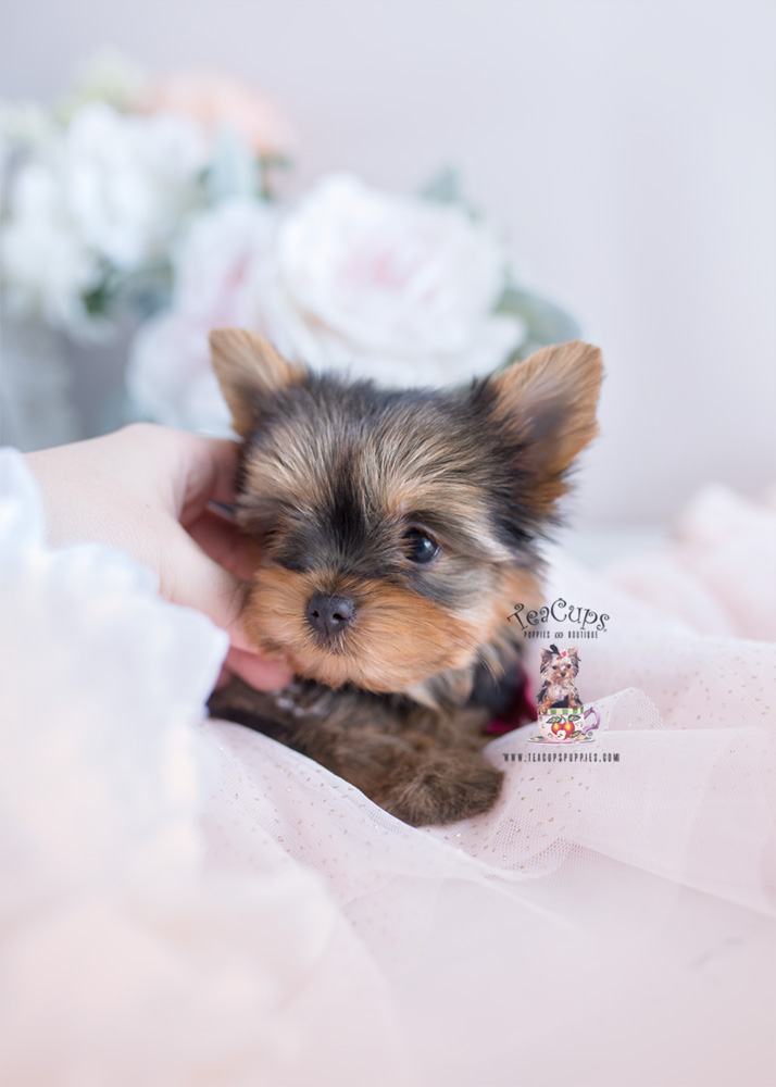 Puppy For Sale Teacup Puppies #172 Yorkie