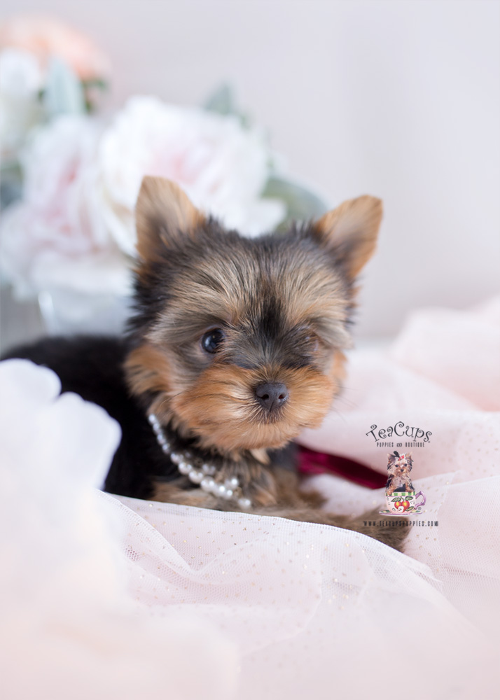 Yorkie Puppy For Sale Teacup Puppies #172