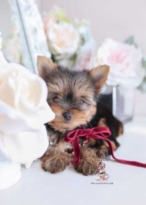 For Sale #172 Teacup Puppies Yorkie Puppy