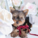 For Sale #172 Teacup Puppies Yorkie Puppy