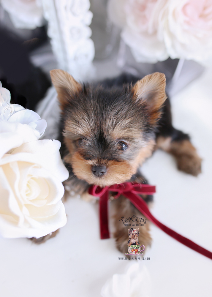 For Sale #172 Teacup Puppies Yorkie Puppy