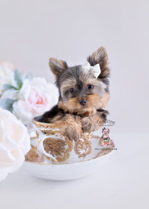 Puppies #173 Yorkie Puppy For Sale Teacup