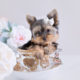 Puppies #173 Yorkie Puppy For Sale Teacup