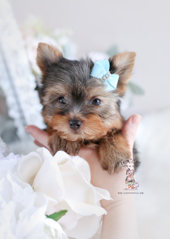 The Most Charming Yorkies You Have Ever Seen! | Teacups ...