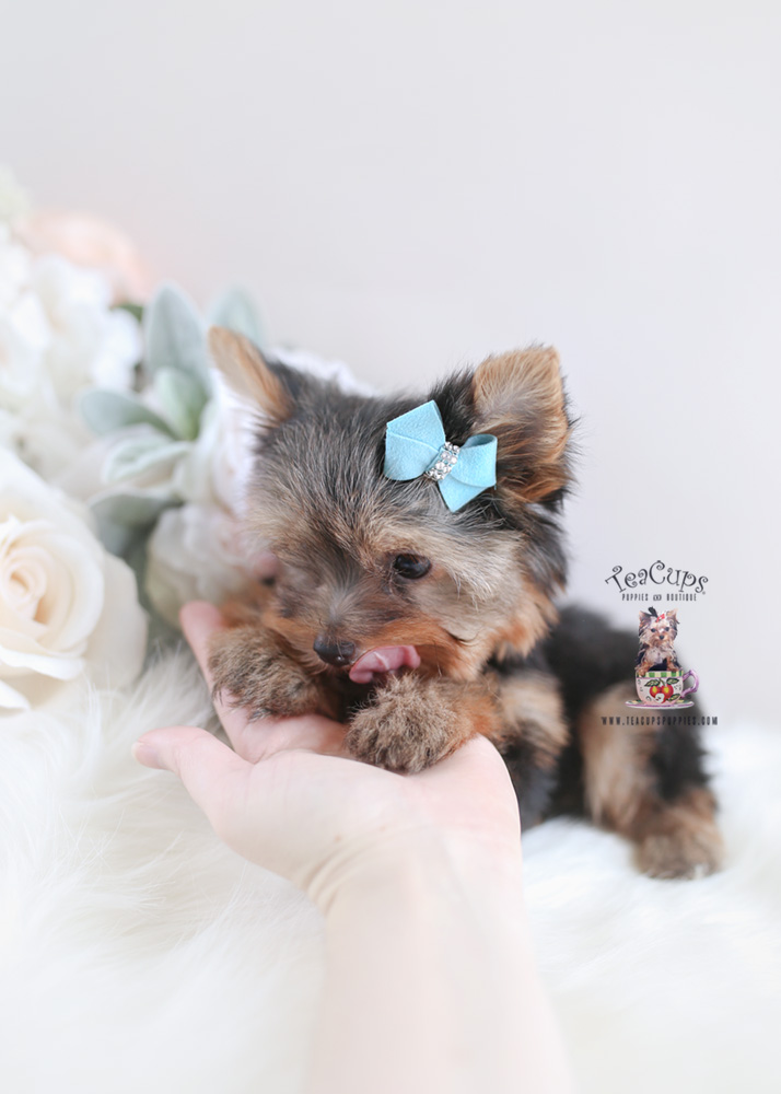 Yorkie Puppy For Sale Teacup Puppies #174