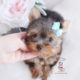 For Sale Teacup Puppies #174 Yorkie Puppy