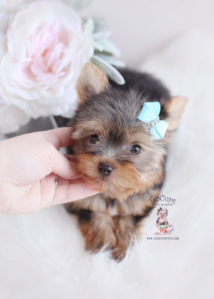 For Sale Teacup Puppies #174 Yorkie Puppy