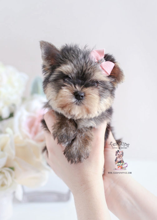 Yorkie Puppy For Sale Teacup Puppies #196