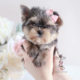 Yorkie Puppy For Sale Teacup Puppies #196