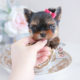Puppies #197 Yorkie Puppy For Sale Teacup