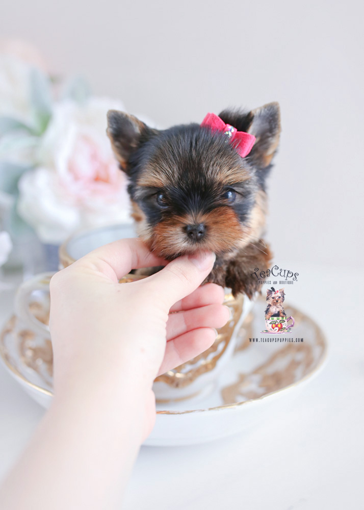Puppies #197 Yorkie Puppy For Sale Teacup