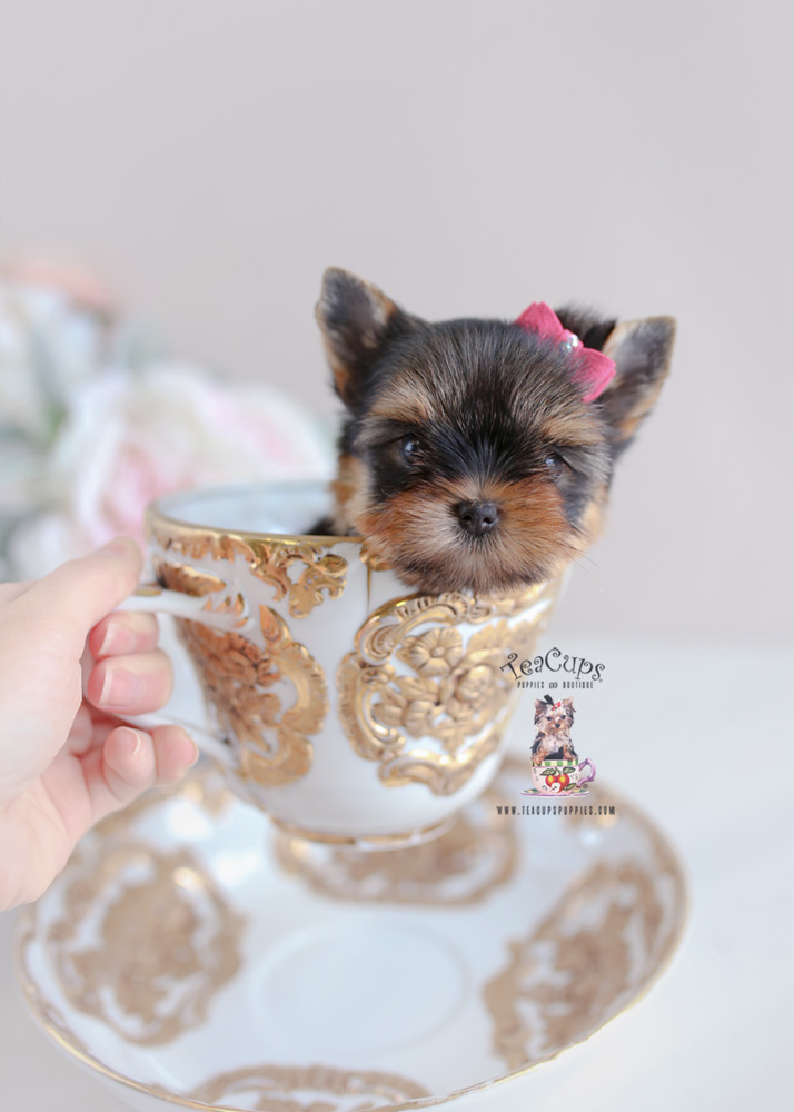 Puppies #197 Yorkie Puppy for sale Teacup